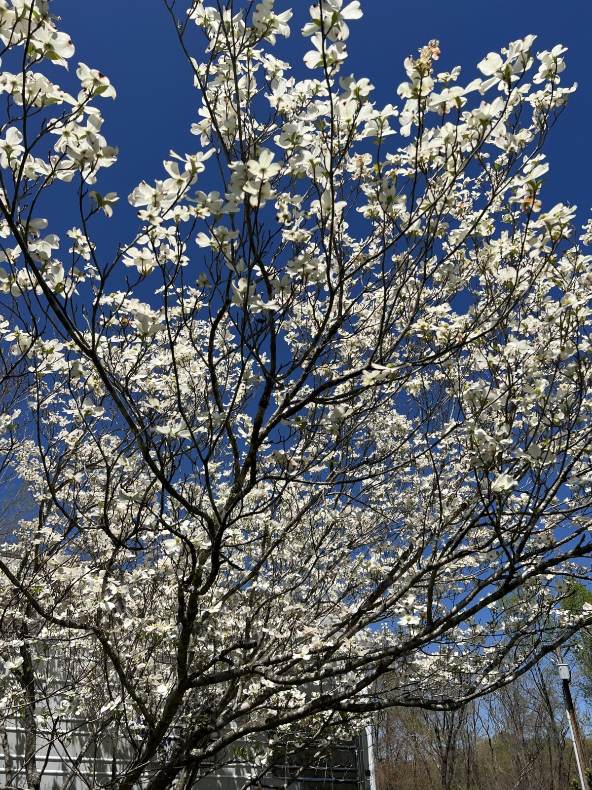 Easter in Raleigh, North Carolina